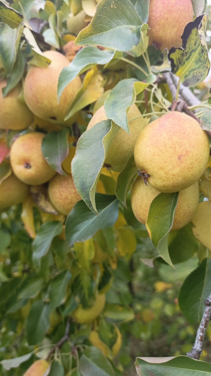 Груша Сварог. Их вообще- то три взрослых дерева у нас.