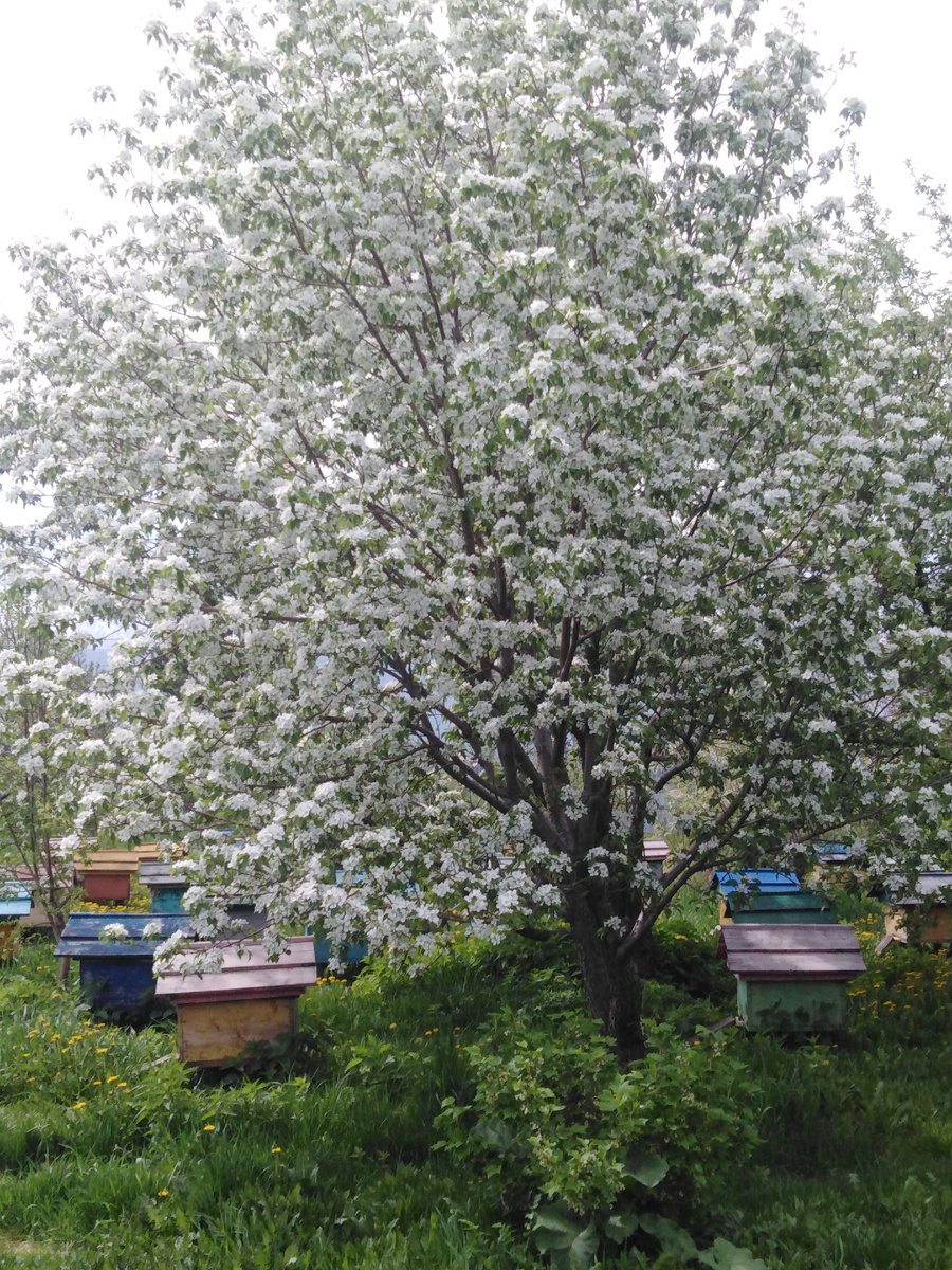 Это только одно дерево.