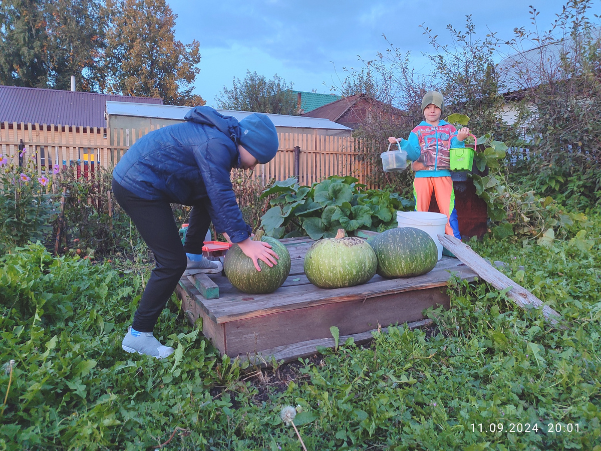 Паша, Вадим и последний урожай