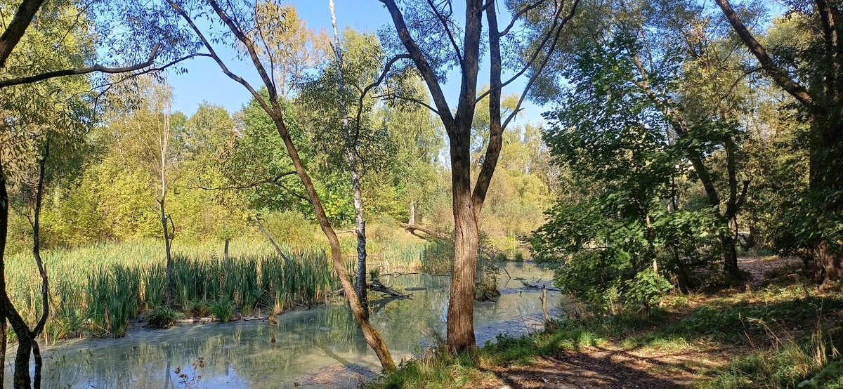 По оврагу протекает речка Алёшинка, впадающая в Сетунь. Не так давно, она была малюсеньким ручейком. Пока кто-то не додумался запустить туда бобров. 
