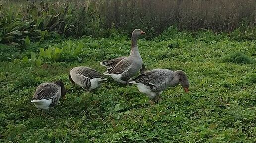 Отдаю последнее курочкам 🐔 Ещё много обо всём ☝ Мимо гусей 🪿 не прошëл.