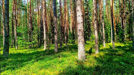 КРАСИВОЕ ПЕНИЕ ПТИЦ ДЛЯ ОТДЫХА И СНА. РАССЛАБЛЯЮЩИЕ ЗВУКИ ПРИРОДЫ. ПЕНИЕ ПТИЦ В ЛЕСУ ДЛЯ СНА