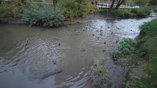 Нашествие крыс. Угроза еде водоплавающих.