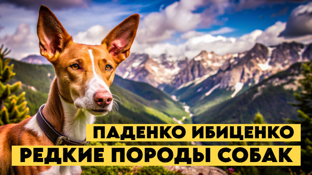 Собаки с Райского Острова