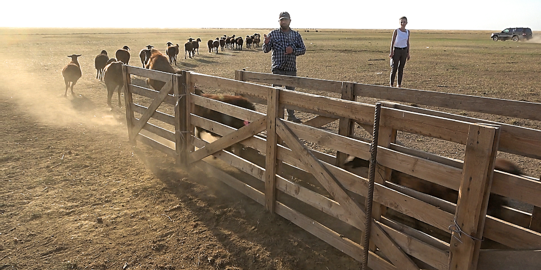 Что самое сложное в ведении овцеводческого хозяйства? Эдильбаевская порода овец
