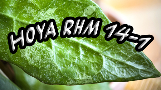 Hoya RHM 14-1