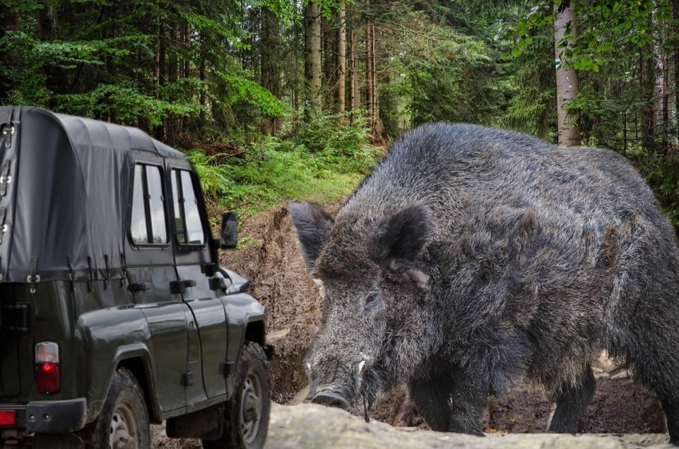 Вепрь на лесной дороге