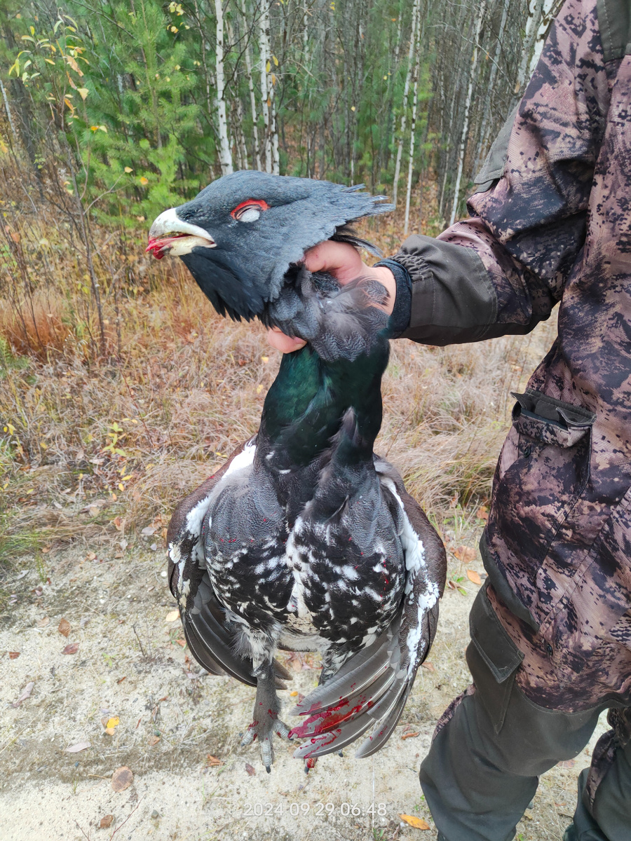 Добыл второго трофея 🏆 