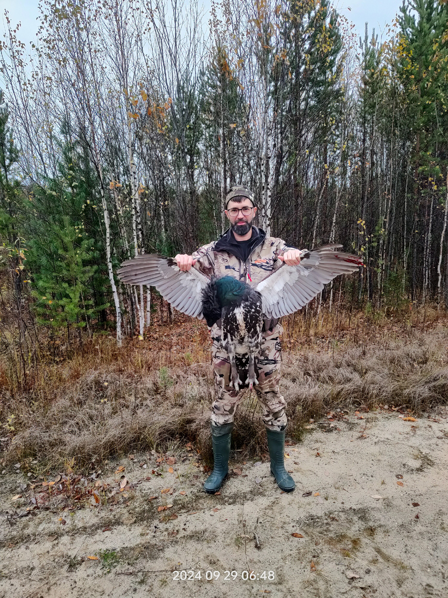 Молодой глухарь вес 4,3кг. Очень долго подходил. Не подпускает. 