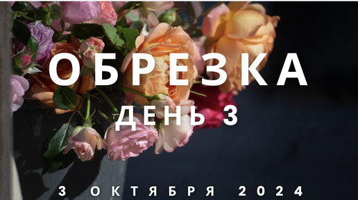 День 3 - хроника подготовки роз к зиме. 3 октября 2024