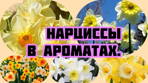 НАРЦИСС В АРОМАТАХ.# духи# комплиментарные#люкс#ниша