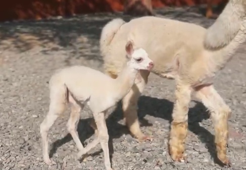    Фото t.me/alpaka_park_riviera