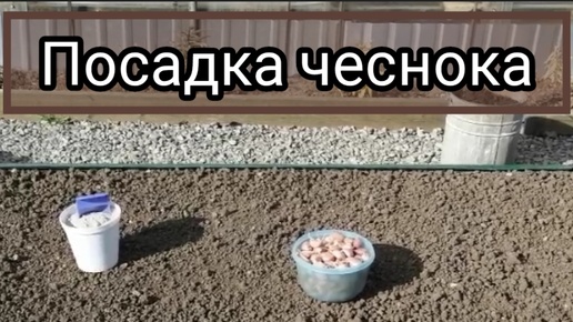 Посадка чеснока