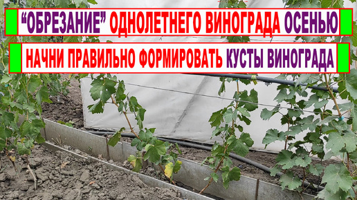 Download Video: 🍇 Как ПРАВИЛЬНО ОБРЕЗАТЬ и ФОРМИРОВАТЬ ОДНОЛЕТНИЙ виноград осенью. Как считать ВОЗРАСТ КУСТОВ.