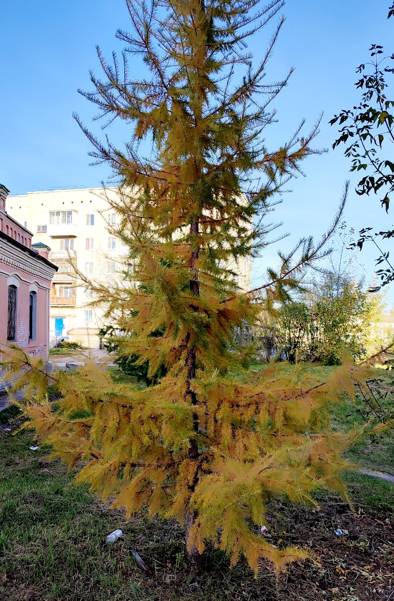 *Каждый лист был совершенным творением природы, произведением её таинственного искусства, недоступного нам, людям.