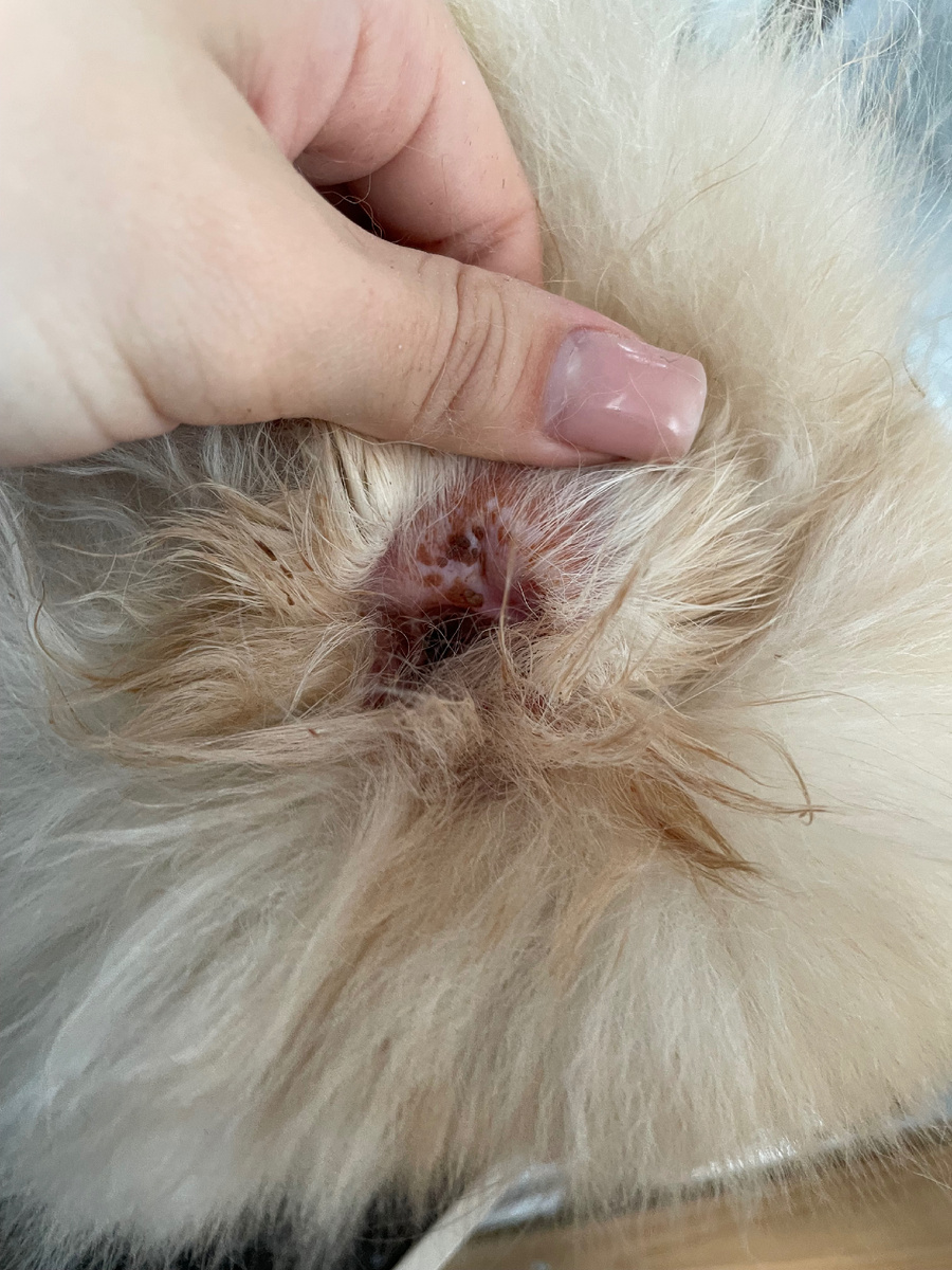 Очень грязное ухо шпица, которое следует показать ветеринару