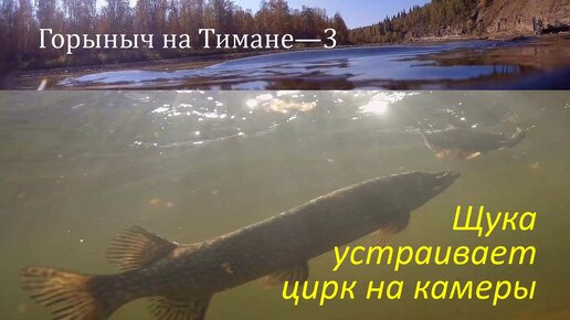 На Тиман-3. ЩУЧИЙ ЦИРК! ДРЕССИРУЕМ ГОРНУЮ ЩУКУ. ПРЕДСТАВЛЕНИЕ ВО ВРЕМЯ РЫБАЛКИ.