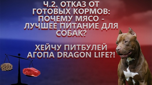 Как я отношусь к питбулем dragon life?