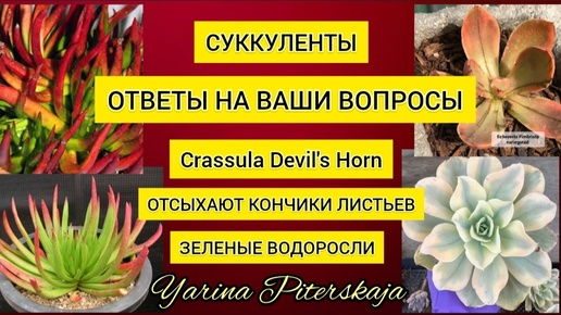 Tải video: Ответы на ваши вопросы. Крассула Рога Дьявола. Зеленые водоросли. Сохнут кончики листьев у эхеверий. Причины.