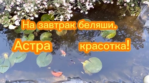 Video herunterladen: На завтрак беляши. Перетаскали остатки блоков. Вывезла мусор. Сливы высохли.