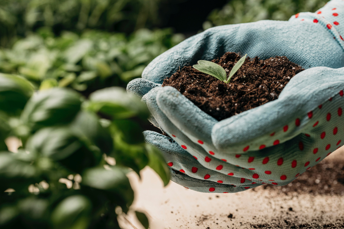 <a href="https://ru.freepik.com/free-photo/side-view-hands-with-gloves-holding-soil-plant_12060260.htm#fromView=search&page=1&position=22&uuid=c41d45e1-c425-4d11-b834-b5e948ff690e">Изображение от freepik</a>