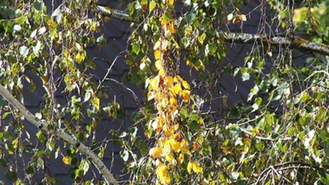    Фото: Victor Lisitsyn/Globallookpress.