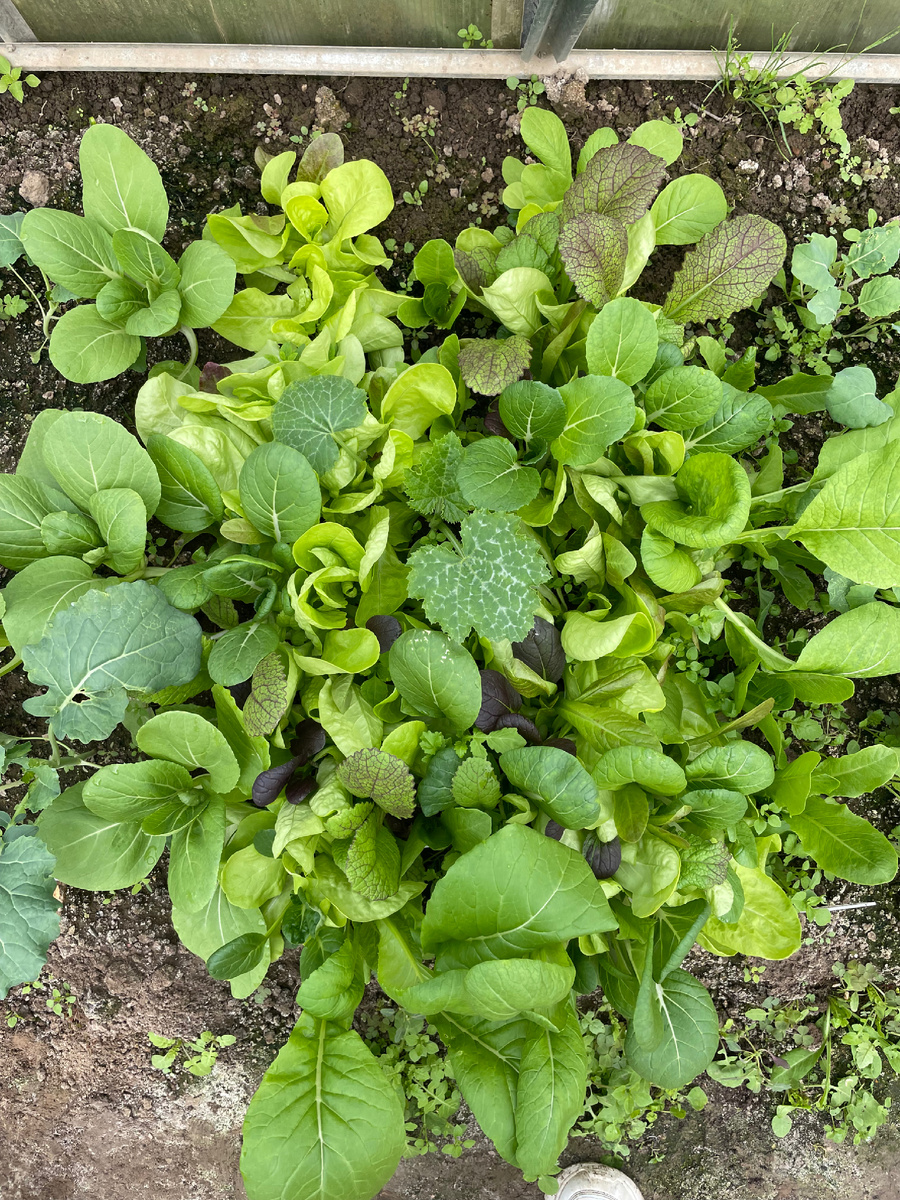 Первая зелень в теплице, тут все смешалось. Салаты, Пак Чой и рассада патиссона или кабачка(их было 4). Планировалось, что последние будет плодоносить в теплице до мая, а после на их место пойдут томаты или перцы. Но не вышло с этих кустов раннего урожая, поэтому они были пересажены в ОГ , на удивление прижились, а уже потом заплодоносили(но на 1-2 недели раньше остальных, поэтому мучить себя и растение не считаю нужным). 