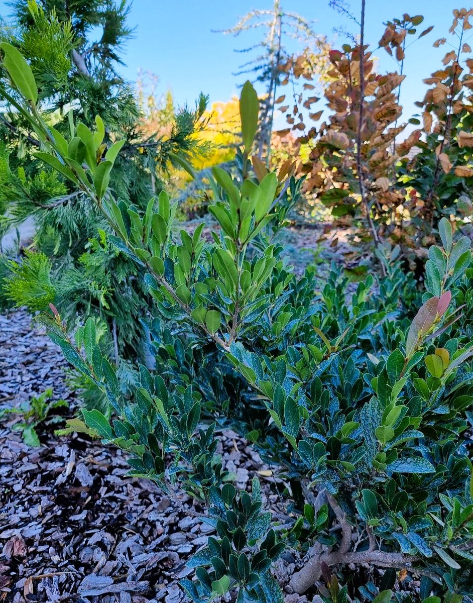 Distylium ‘Blue Cascade’ выходит из жаркого лета бодрым и с новыми приростами.