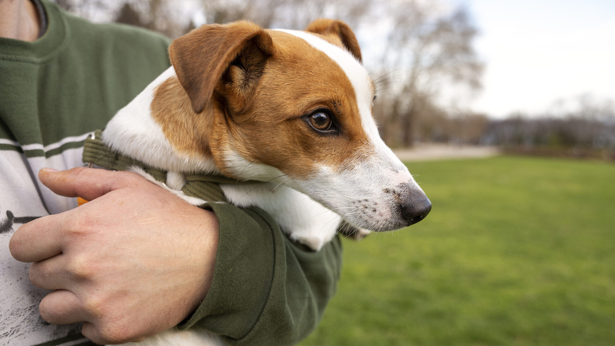    На 4 октября выпадает Всемирный день защиты животных. Фото: freepik