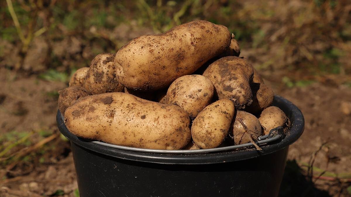    Фото: Анатолий Цымбалюк / Вечерняя Москва