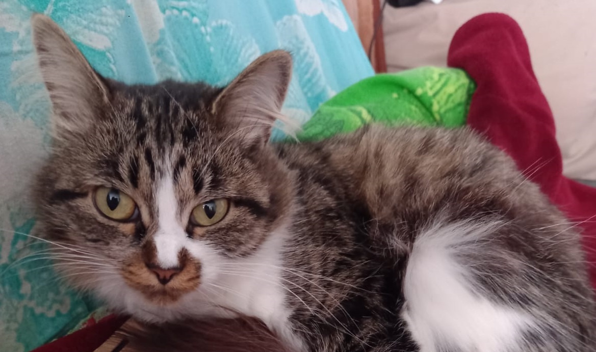 Наш кот выкинул неожиданный, а главное, непредвиденный фортель!