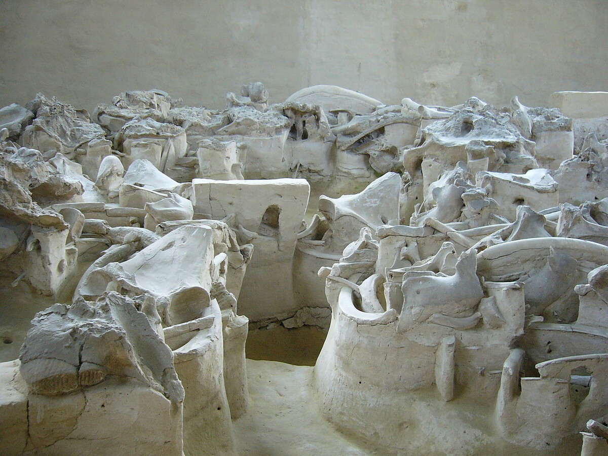 Источник: wikipedia.org Автор: Victor Sluczewski CC BY-SA 3.0 
