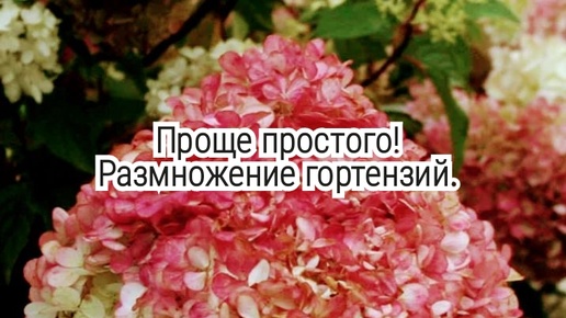 Зачем покупать дорогие саженцы гортензий - их легко размножить самим - осеннее черенкование гортензий пошагово (мастер-класс).