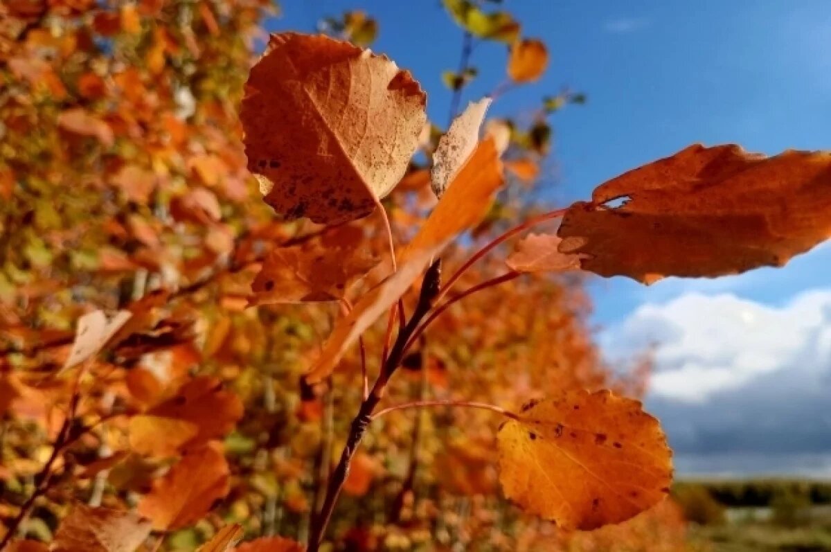    Солнечно и тепло: какая погода будет в Хабаровском крае 4 октября