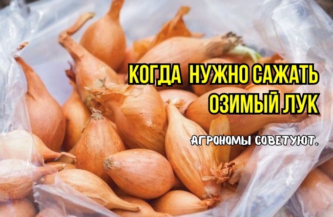 Посадка озимого лука: вот так безошибочно выбирают сроки посадки осенью - 3 тонкости. Агрономы советуют