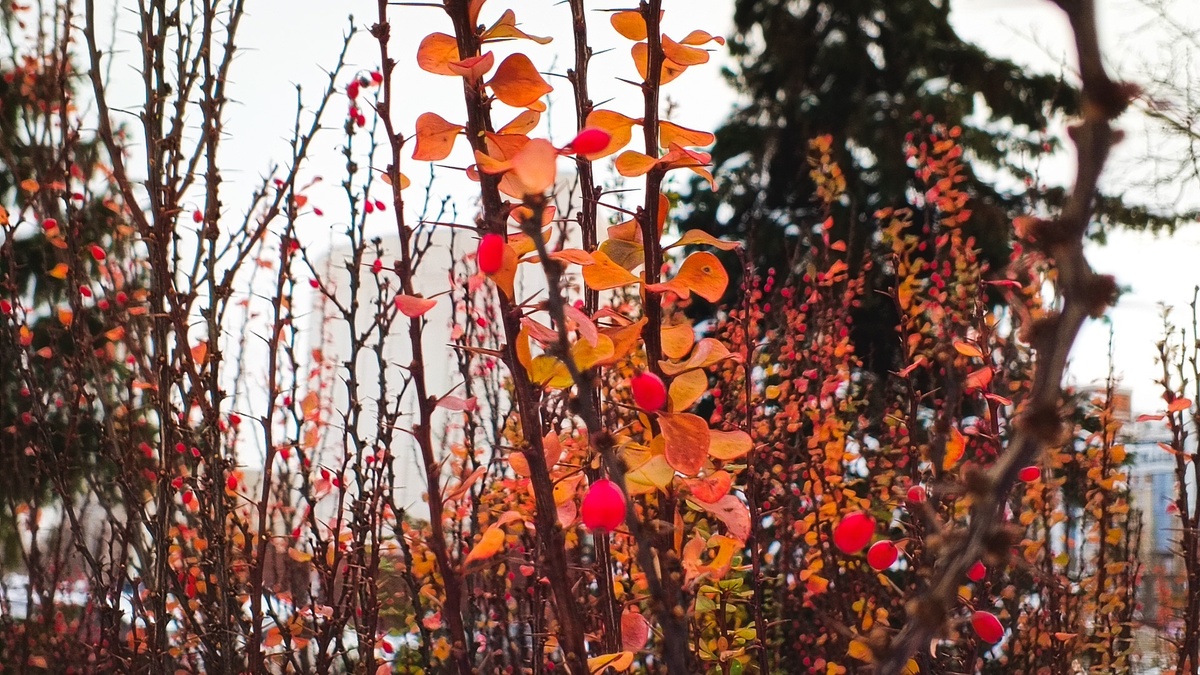     Источник: 1MI