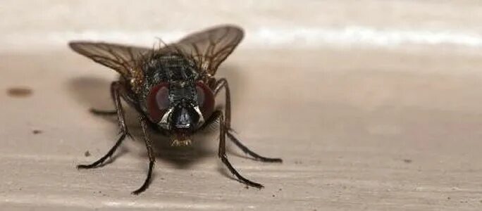 Картинка из интернета