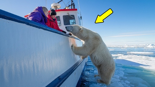 Белый медведь отчаянно пытался привлечь внимание Моряков