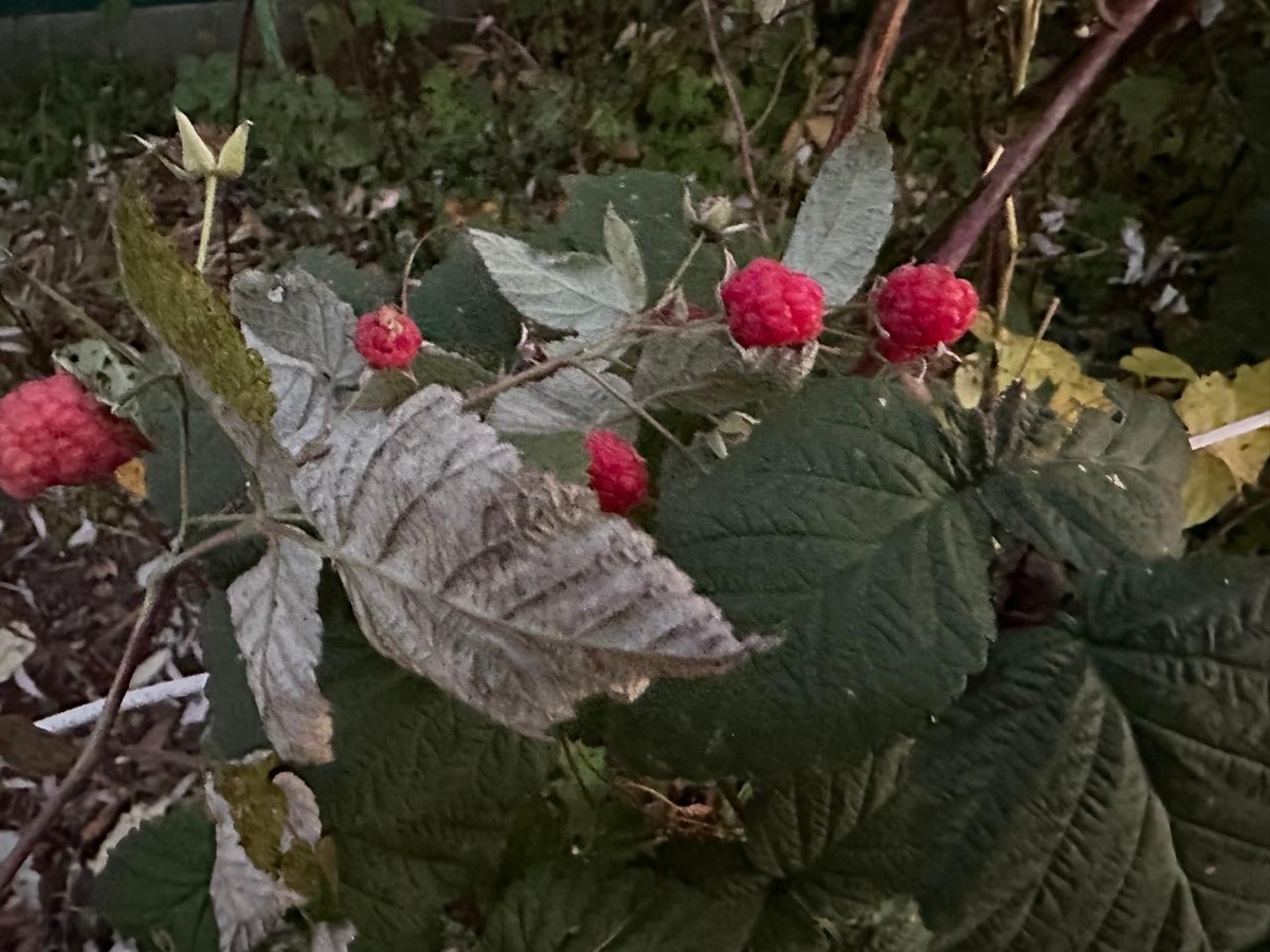 Фото автора. Малина в октябре! 