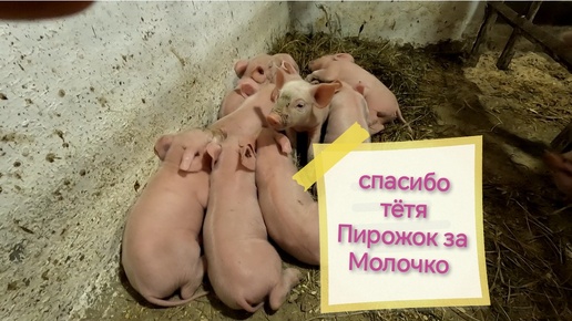 Кормит племянниц 🐷 Расклад по поросятам на 4х свиноматок