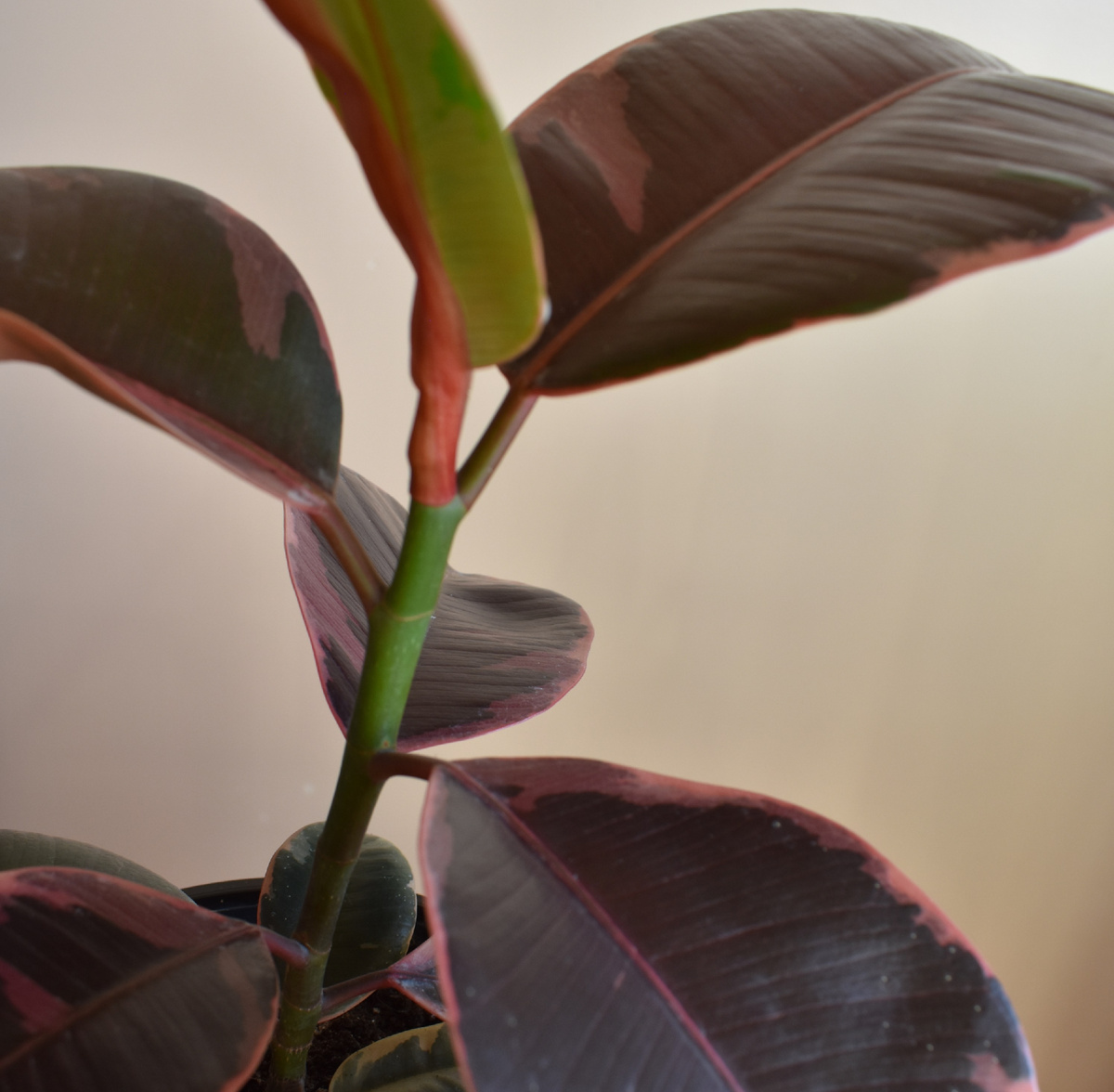 фото автора. Фикус Эластика Руби Пинк Ficus Elastica Ruby Pink.