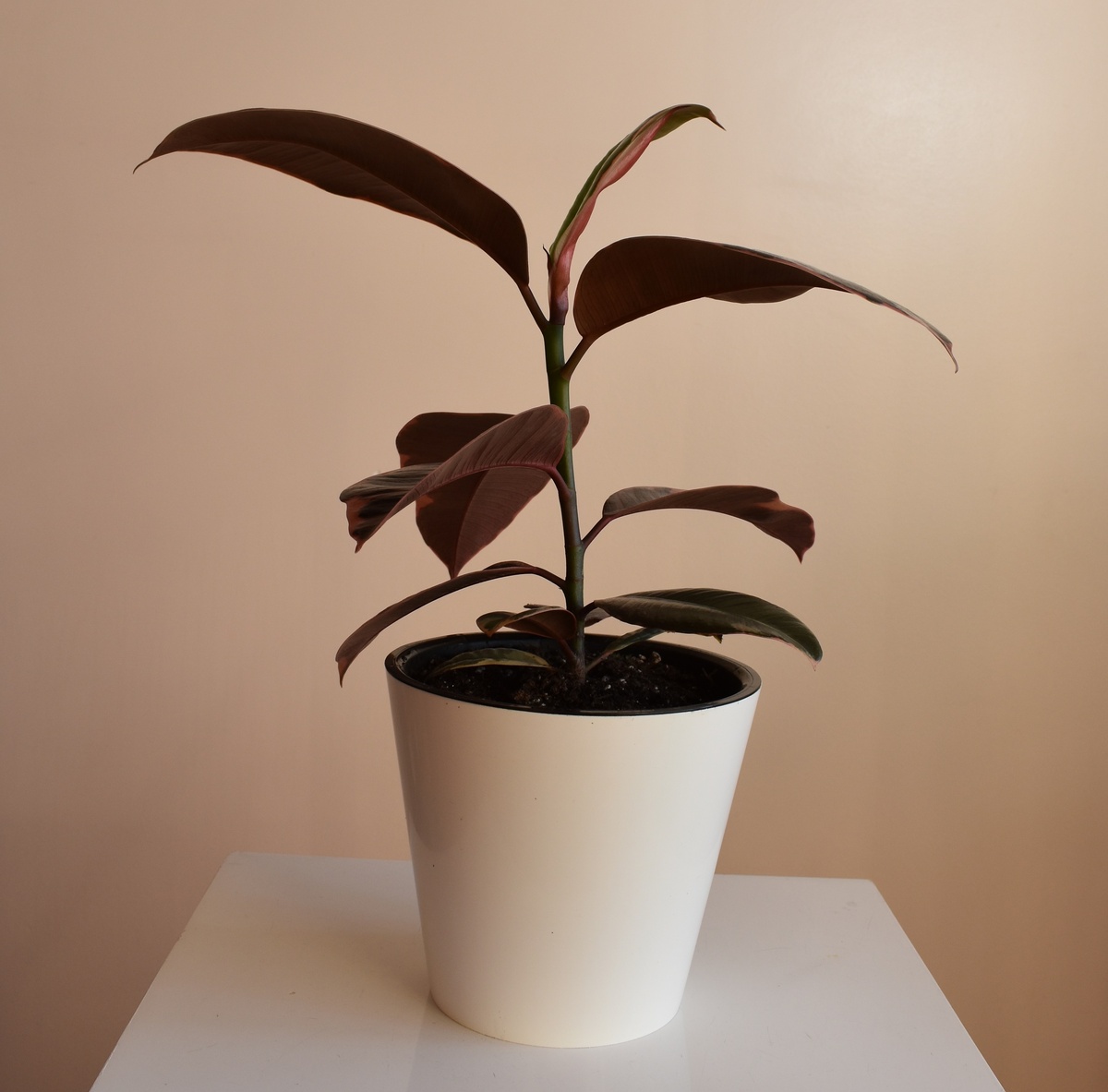 фото автора. Фикус Эластика Руби Пинк Ficus Elastica Ruby Pink .