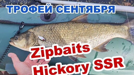 Вот это поклевка! Жерех на Zipbaits Hickory SSR