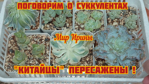 Video herunterladen: Поговорим о суккулентах | 