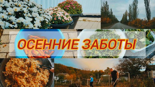 下载视频: ВЛОГ🍁🍂УБОРКА В ОГОРОДЕ 🍃РЕЦЕПТ ПЛОВА🥘 ЗАМОРОЗКА ЗЕЛЕНИ ☘️