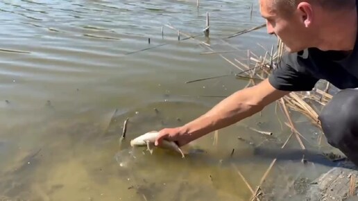 Рыбалка на поплавок и донки на притоке Дона. Вода ушла, но рыба осталась.