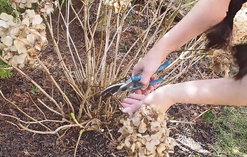 Нужно ли обрезать гортензии на зиму? Узнайте, что нужно сделать, чтобы на следующий год они красиво зацвели
