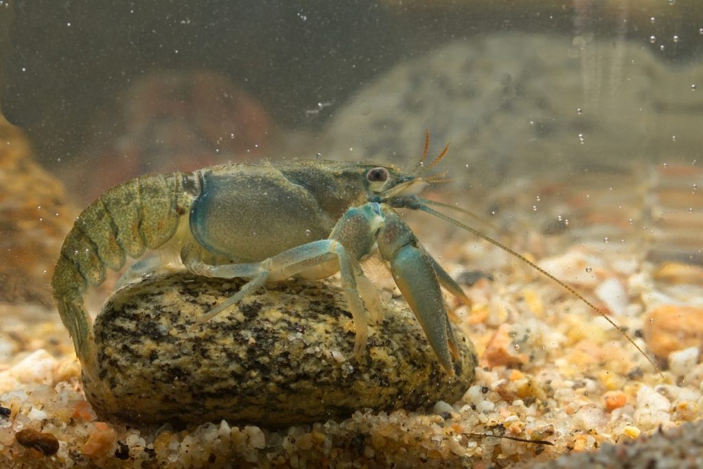 Речной рак (Astacus astacus). Фото: freenatureimages.eu