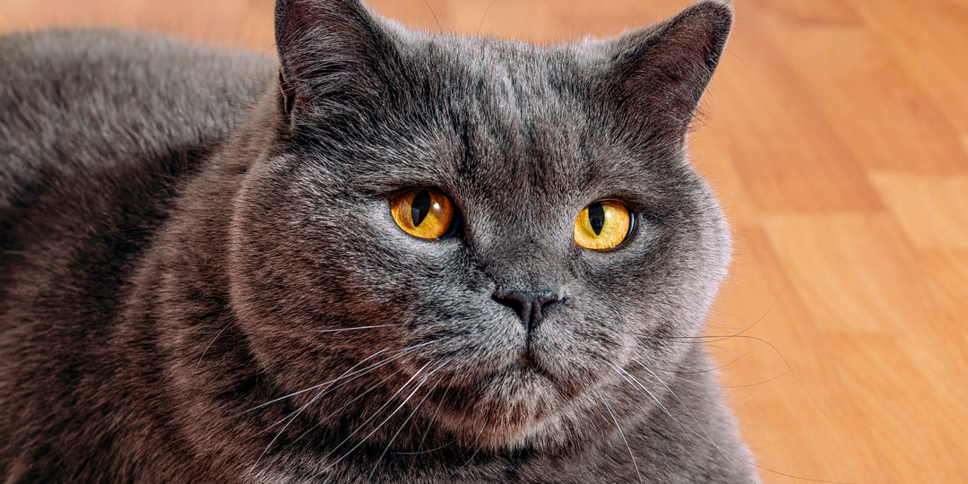 Как не надо воспитывать кошку: 10 ошибок, которые испортят поведение питомца