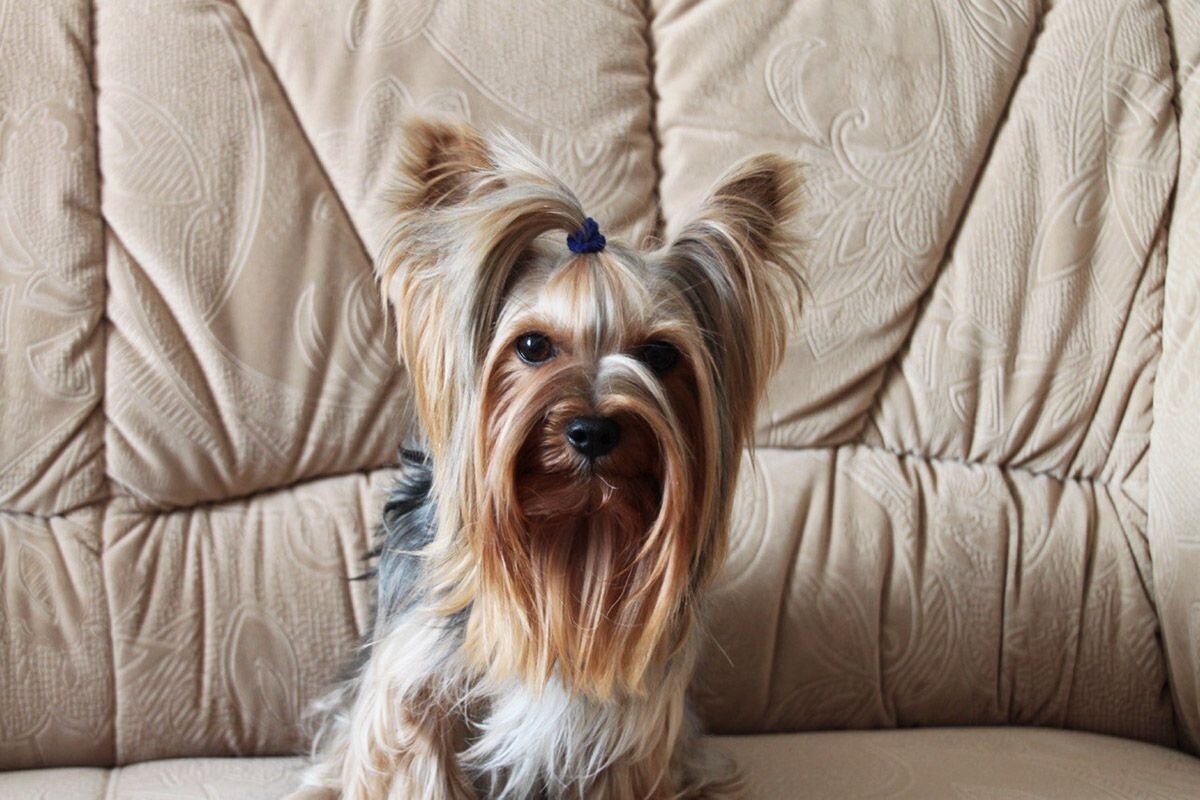 Несмотря на свою маленькость, Яша был серьезным парнем. Источник: личный архив Ольги Куприяновой📷
